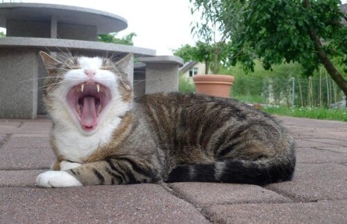 Pulizia dei denti del gatto come fare