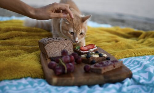 cibo per gatti in offerta