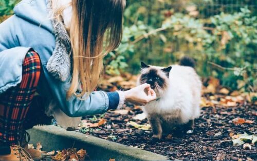 cosa dar da mangiare ai gatti
