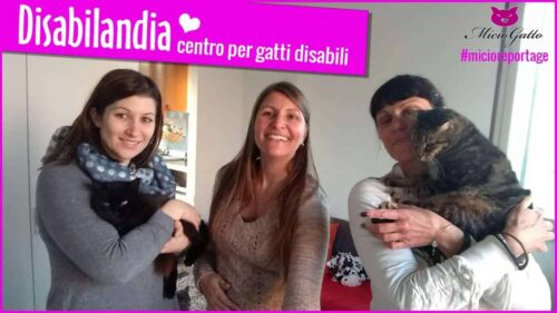 disabilandia centro per gatti disabili a rovigo