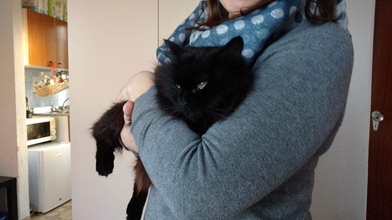 gatti diabili disabilandia