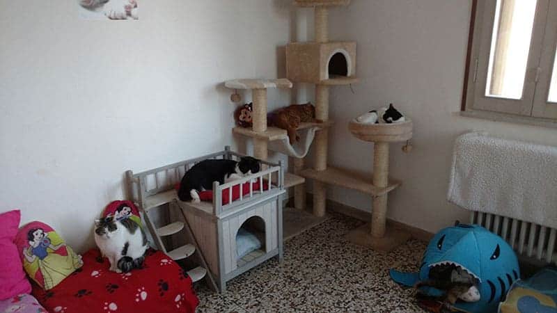 gatti disabili a rovigo