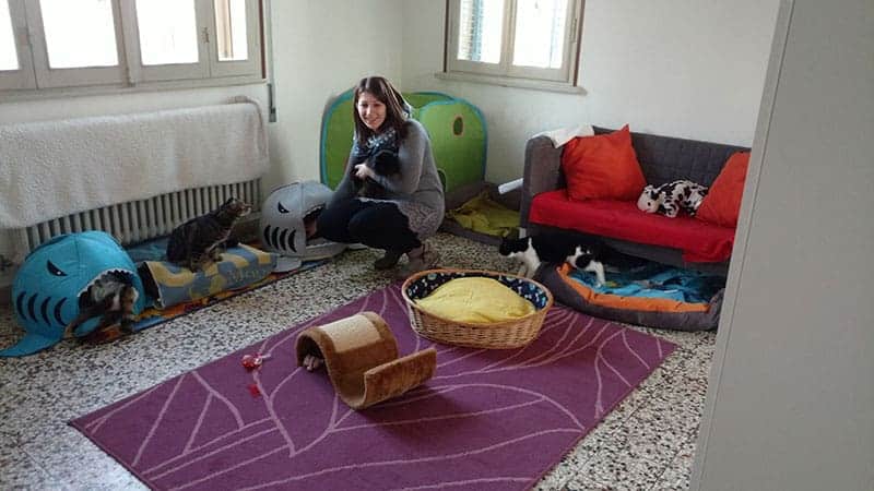 gatti disabili centro disabilandia