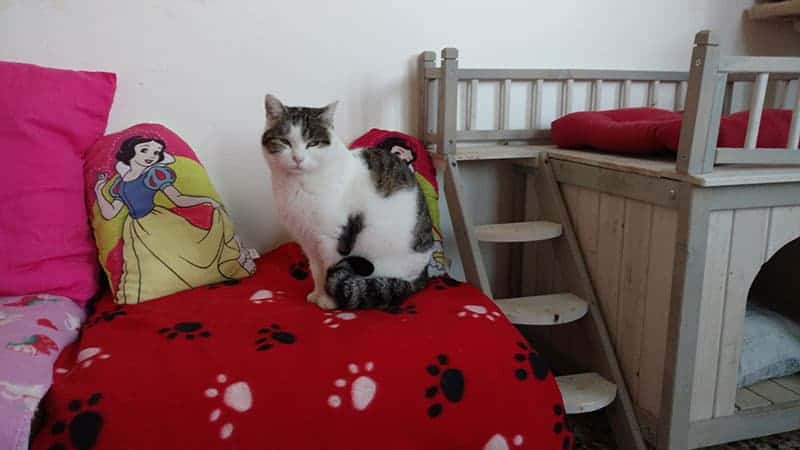 gatti disabili oipa rovigo