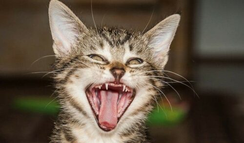 i gatti perdono i denti