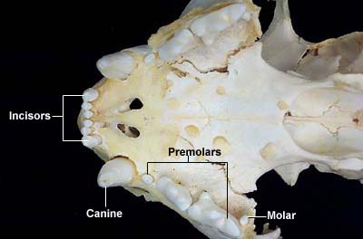 Arcata superiore dei denti del gatto