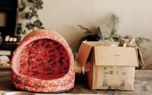 miglior cuccia per gatti