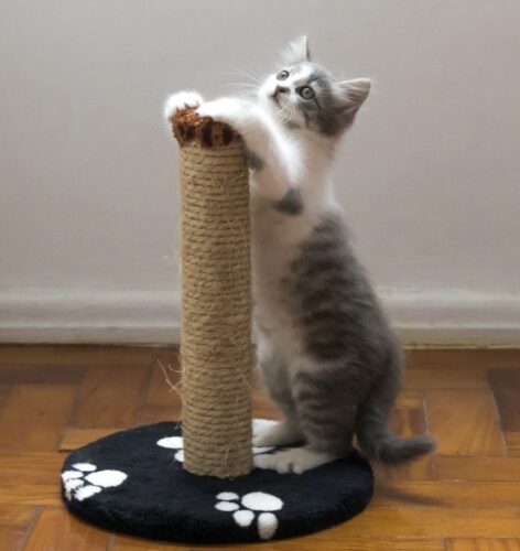 miglior tiragraffi per gatti