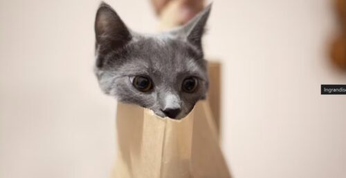 non dire gatto se non ce l hai nel sacco