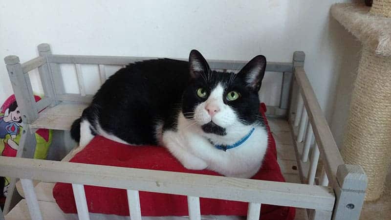 zorro gatto disabile