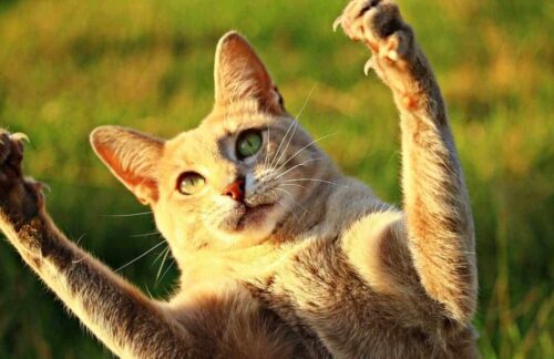 Gatto iperattivo gatto sempre agitato