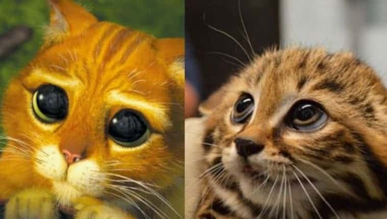 gatto con gli stivali occhioni drogon