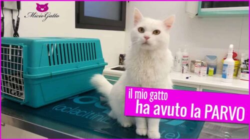 gatto con la parvovirosi veterinario consigli