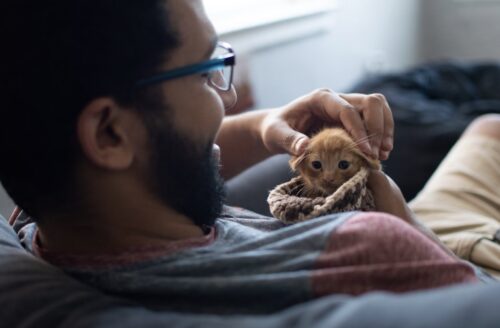 pulire orecchio gatto