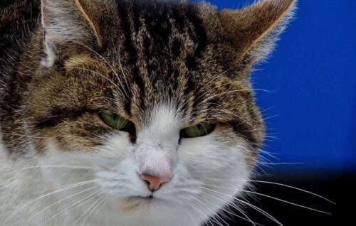 Calicivirus felino terapia sintomi e contagio