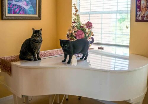 Casa a misura di gatto idee mobili e arredamento