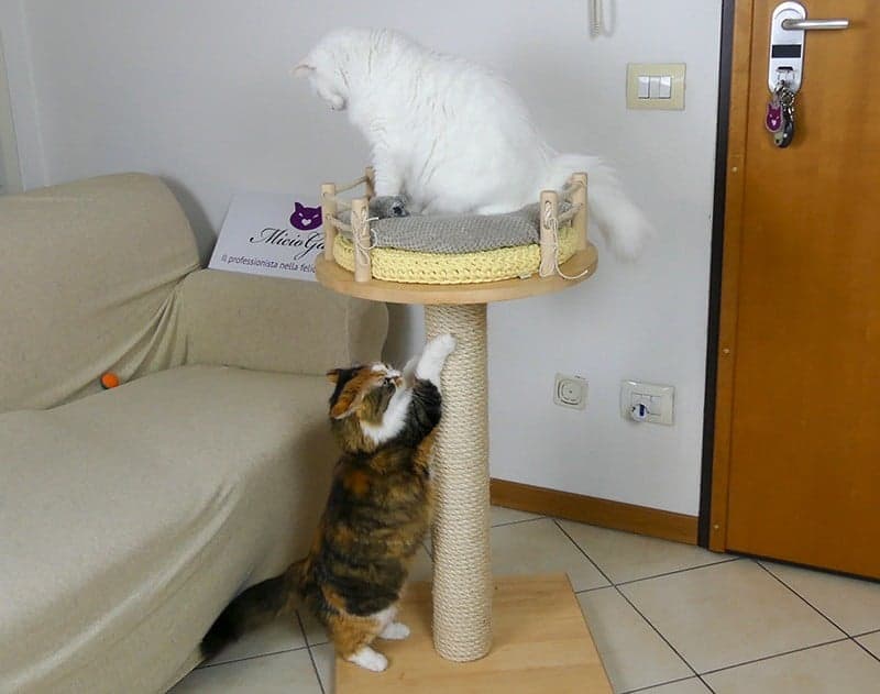 cat tree tiragraffi per gatti