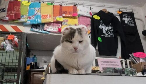 carcinoma squamocellulare gatto sintomi cure diagnosi terapia prevenzione