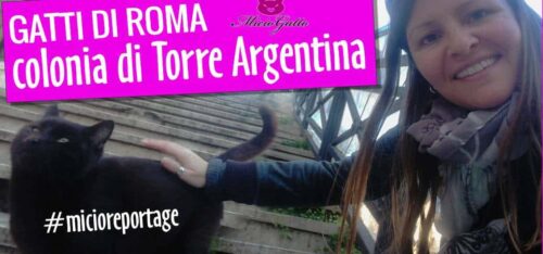 gatti di roma colonia felina torre argentina reportage