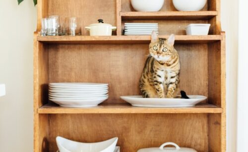 vicentini magnagati cosa significa