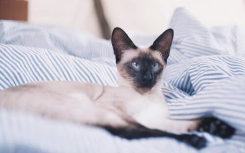 Dermatite gatto da acari, funghi e batteri