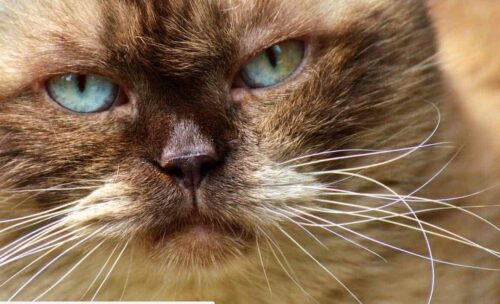 Granuloma eosinofilico gatto terapia cause e cura