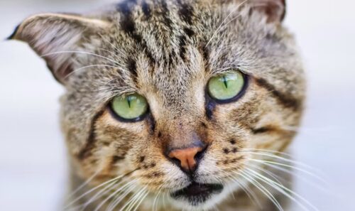 dermatite allergica gatto