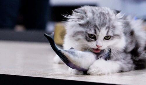 gatto mercurio intossicazione avvelenamento