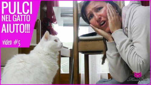 dermatite allergica da pulci gatto morso pulce