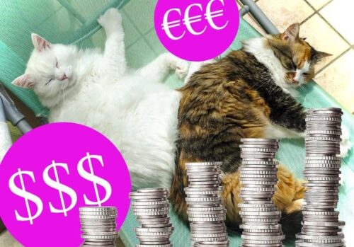 quanto costa mantenere un gatto