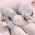 Gattini in adozione quando il distacco dalla madre