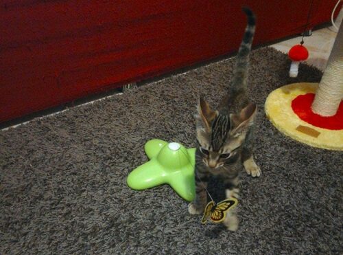 Gioco per gatti Funny Butterfly recensione