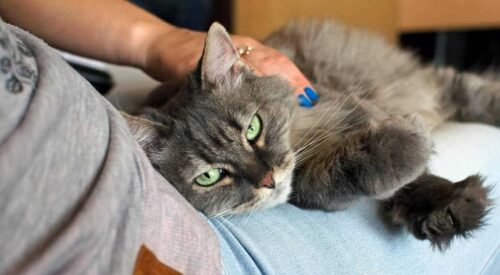 Separazione e divorzio a chi si affida il gatto