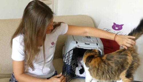 consigli gatto trasportino