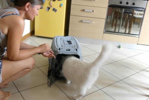 far entrare il gatto nel trasportino