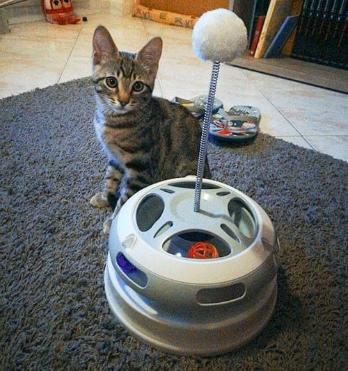 gatto Chopin e Carosello FlashLight