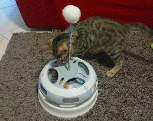 giostra per gatti Carosello Flashlight