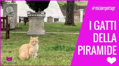i gatti della piramide colonia felina roma