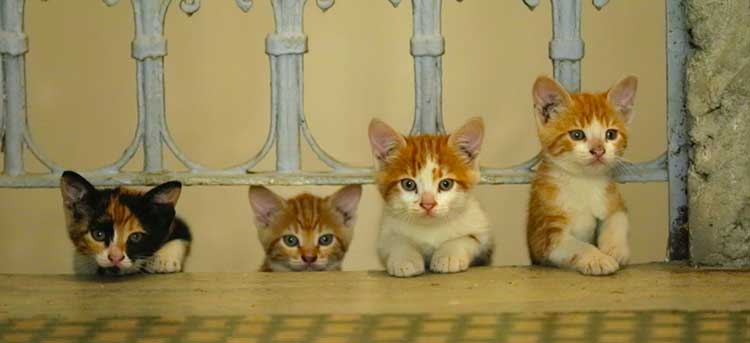 kedi film la citta dei gatti wanted cinema italia