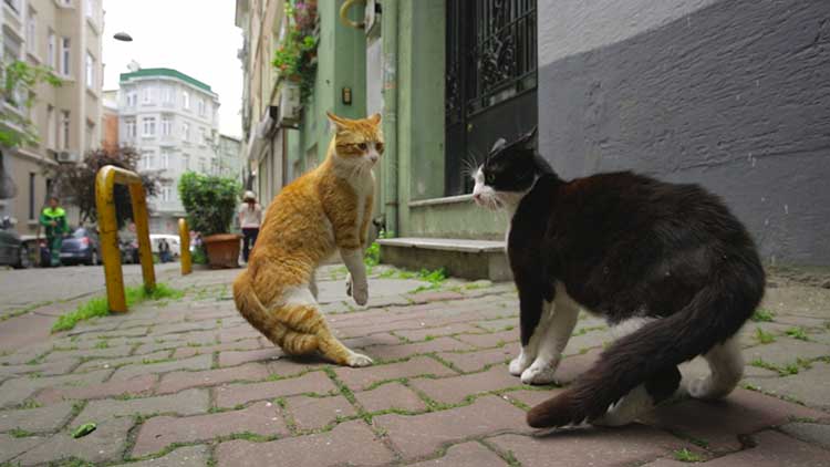 kedi film italia