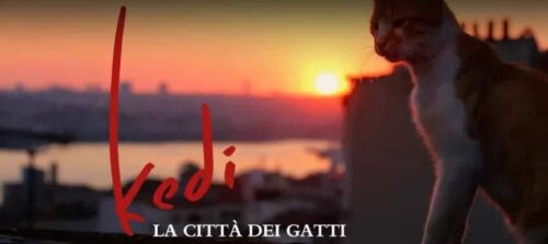 kedi film la citta dei gatti