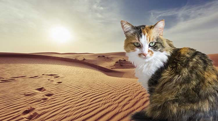 sabbia gatti cats best