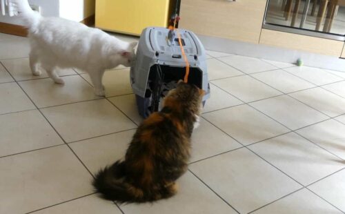 trasportino per gatti amazon basics recensione