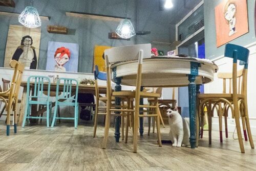 Romeow Cat Bistrot il ristorante dei gatti a Roma