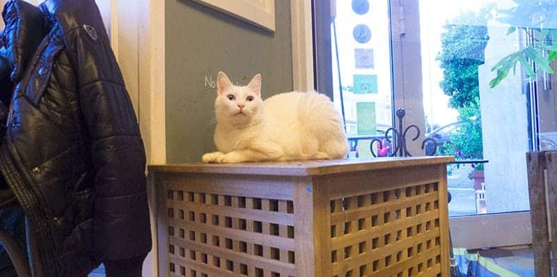 recensione bar dei gatti roma