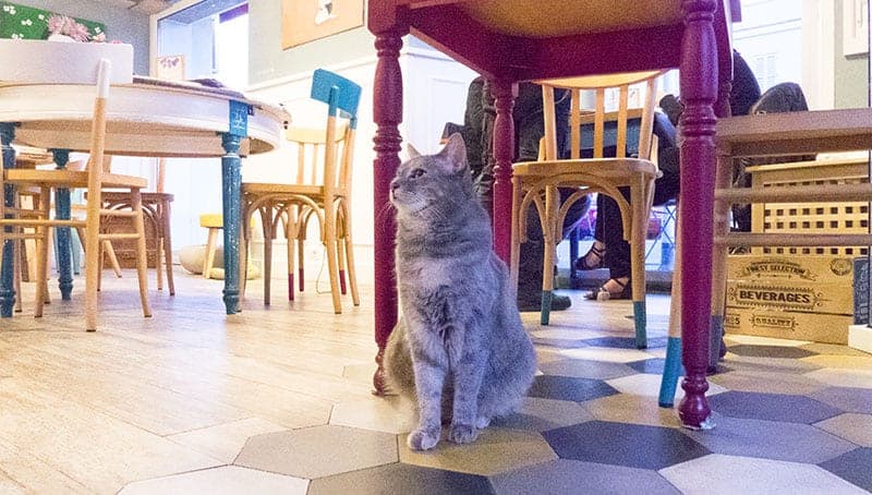 romeow cat bistrot gatti roma