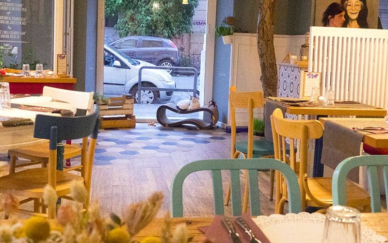 romeow cat bistrot recensione bar dei gatti