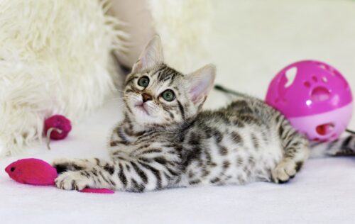 giochi per gatti online