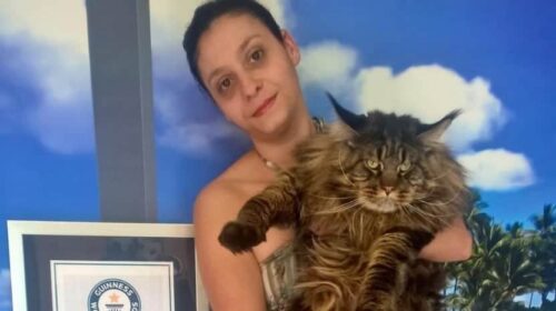 Il gatto più lungo del mondo italiano Barivel il grande Maine coon