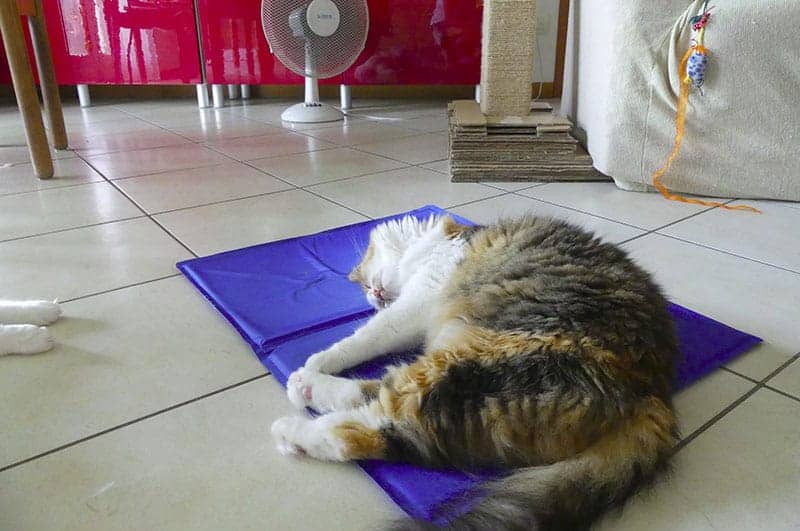 tappetino rinfrescante gatti